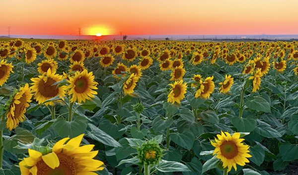 North Dakota Sunshine